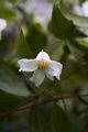 Clematis integrifolia Alba IMG_4768 Powojnik